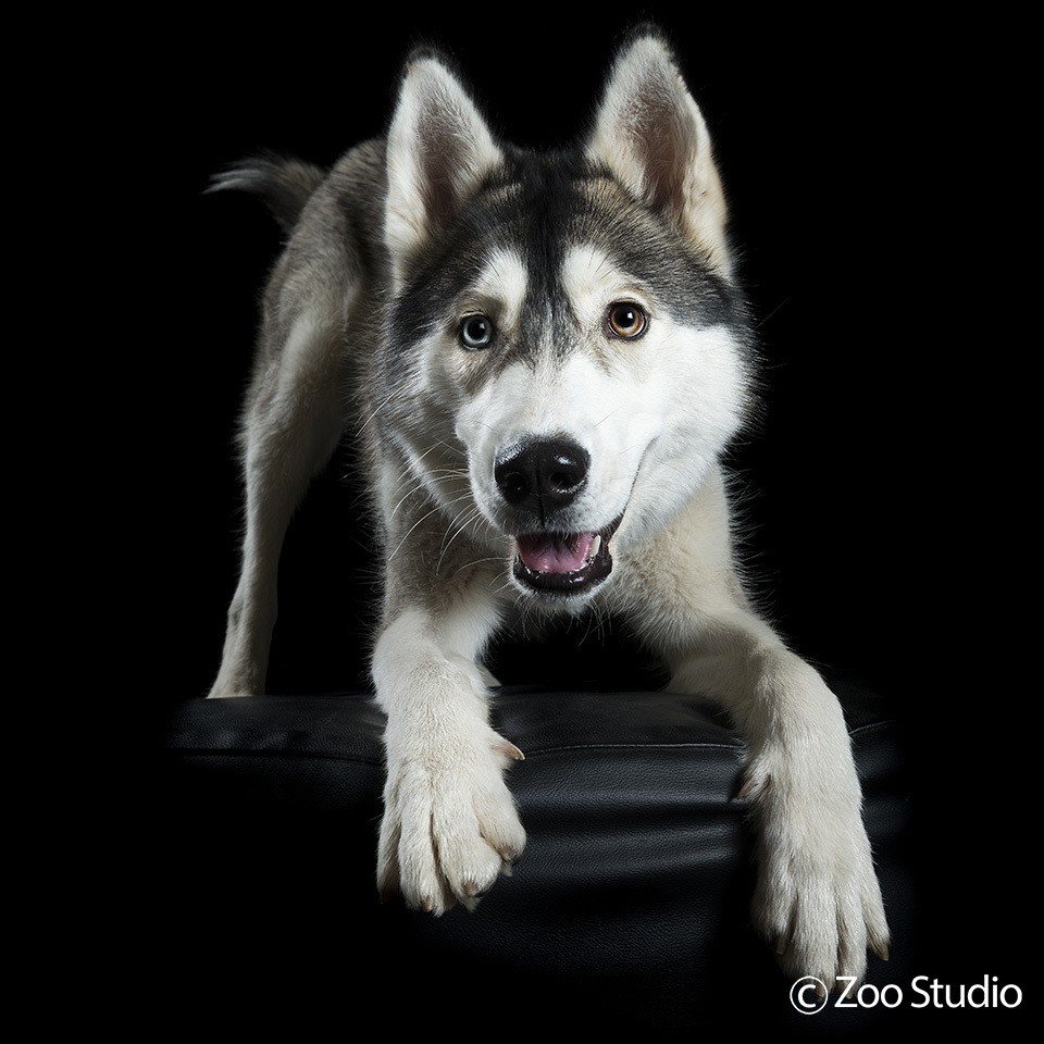 Zoo Studio Dog Photography