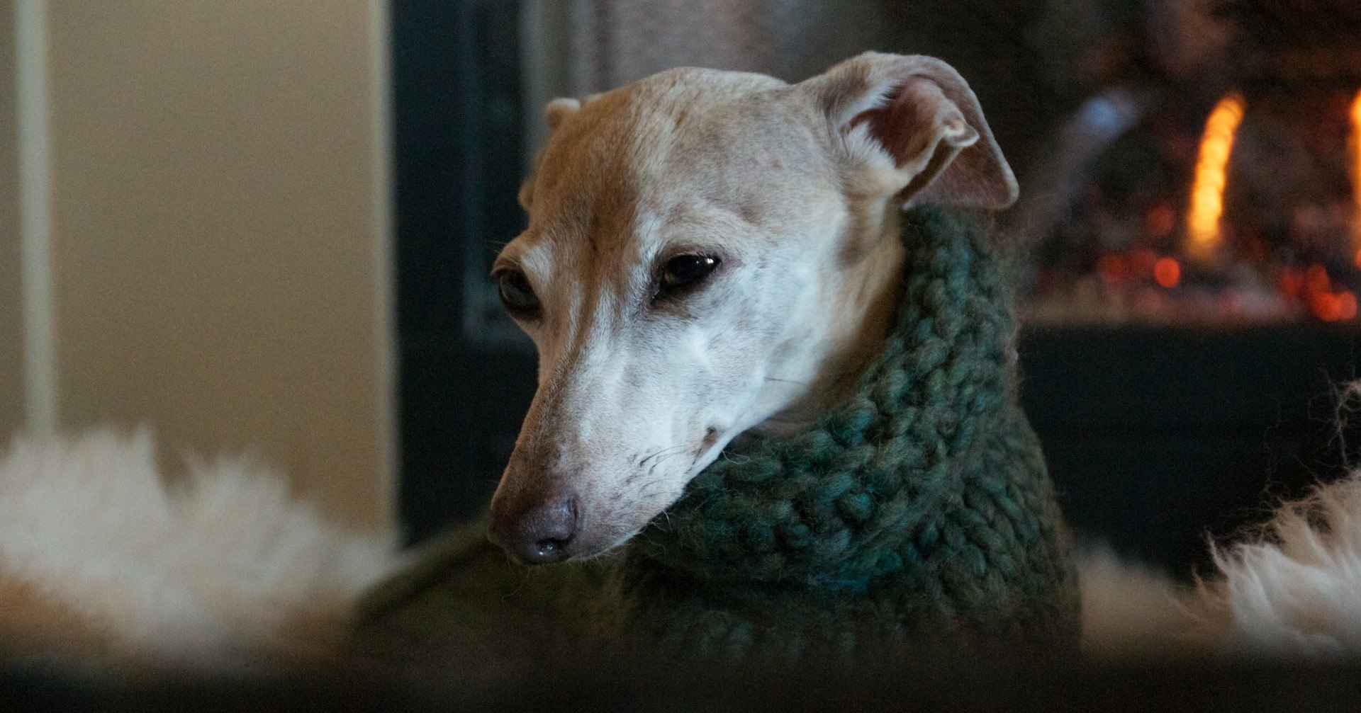 Italian Greyhounds Are Dog Supermodels 🐶 Off The Leash