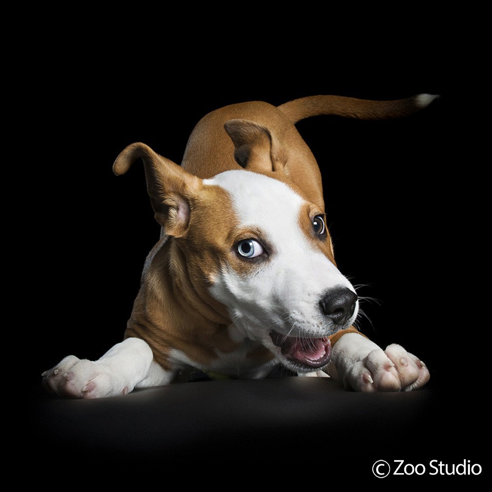 Zoo Studio Dog Photography