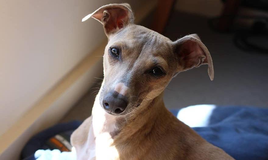 are italian greyhounds good pets