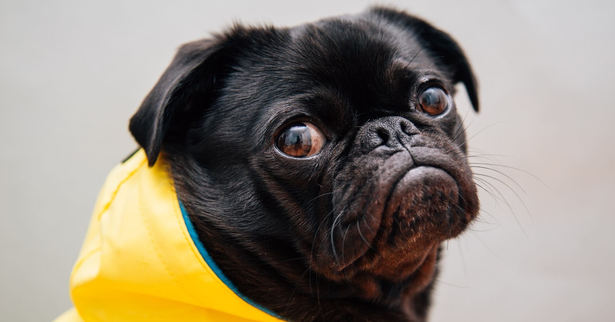 From Influencers to Royalty, Everyone Loves Pugs, Pugs, Pugs Off The