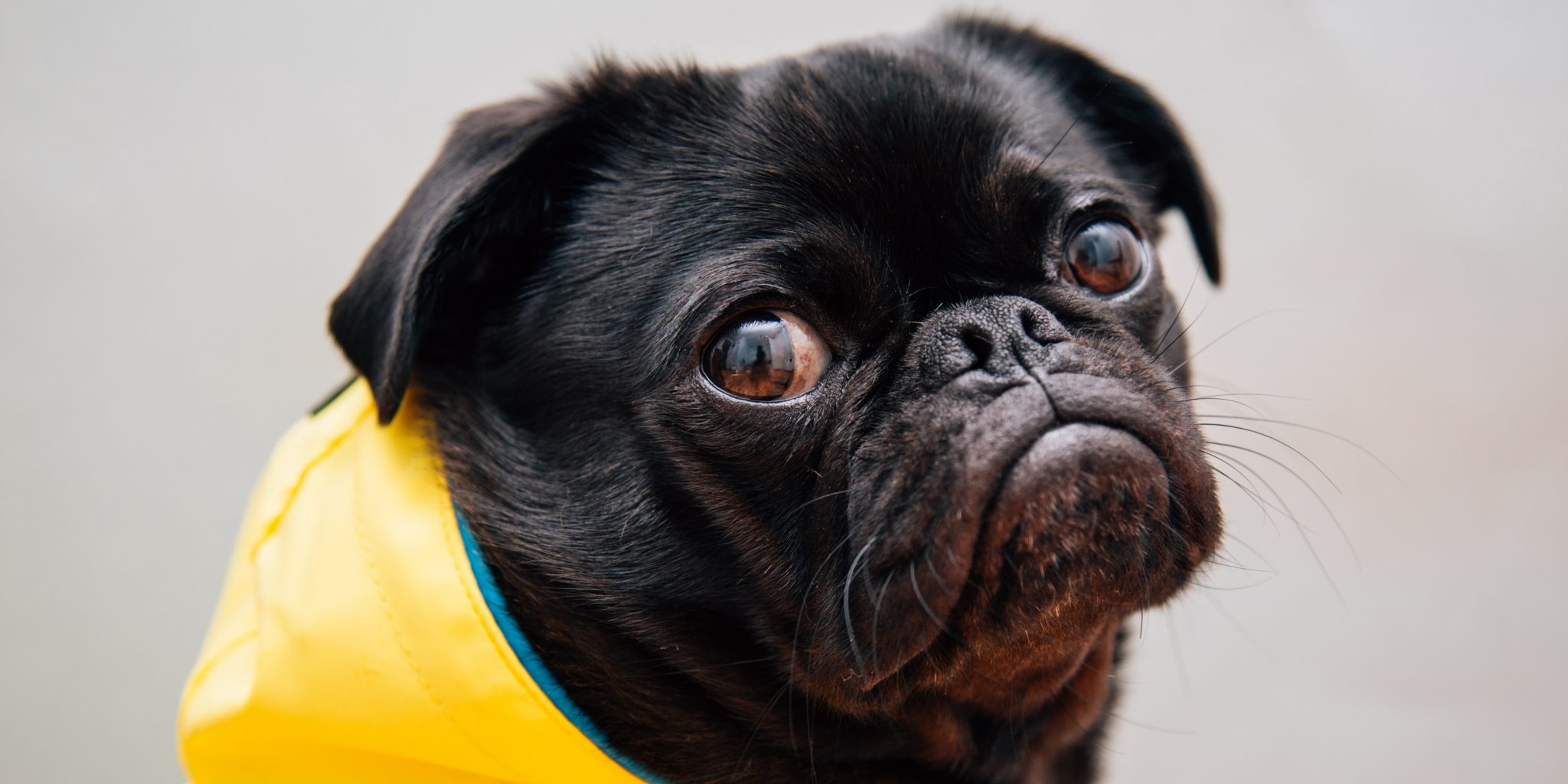 Influencers to Royalty, Everyone Loves Pugs 🐶 Off The Leash