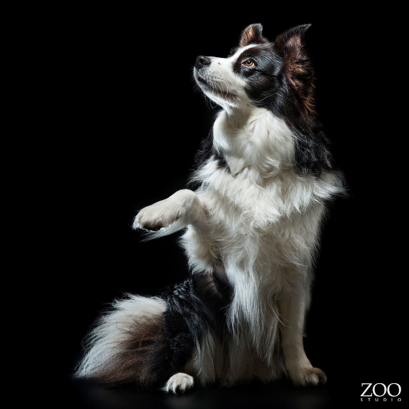 Zoo Studio Dog Photography