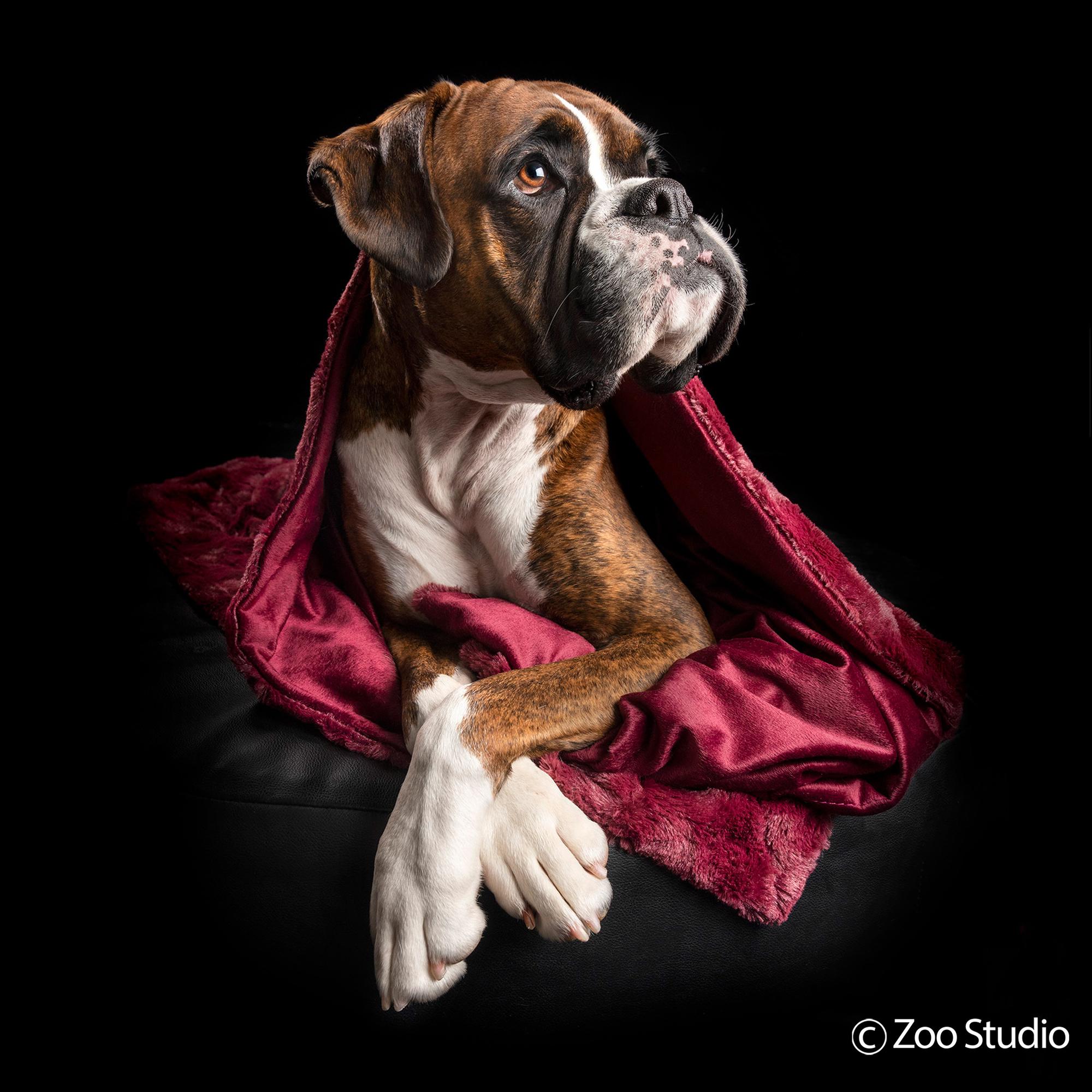 Zoo Studio Dog Photography