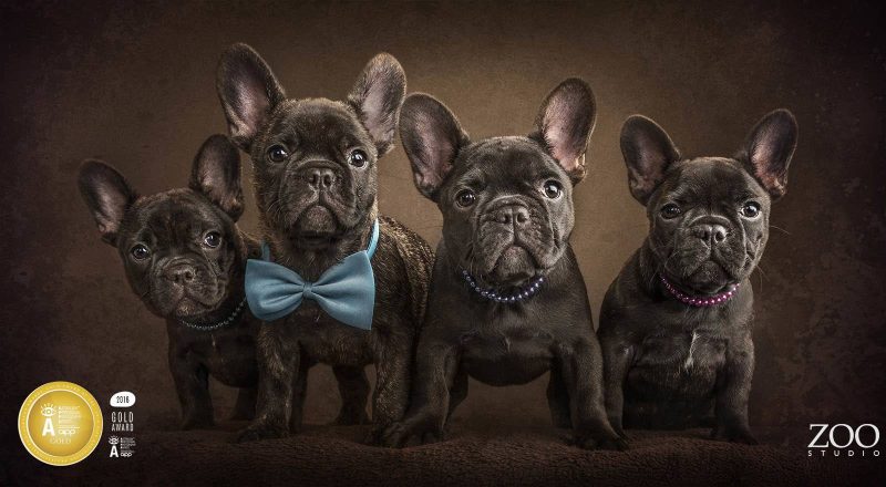 Zoo Studio Dog Photography