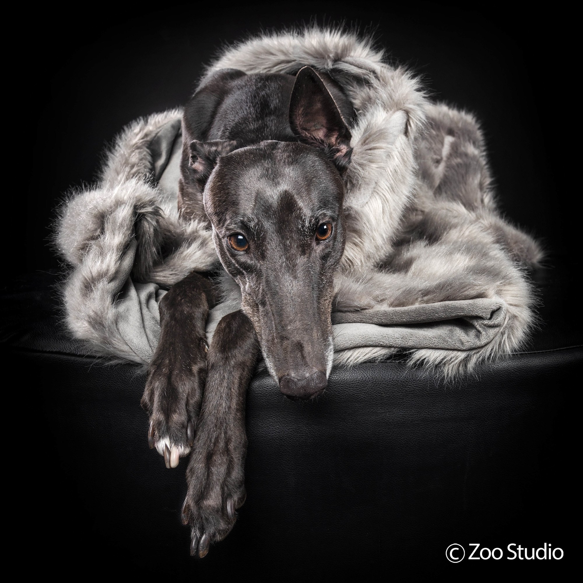 Zoo Studio Dog Photography