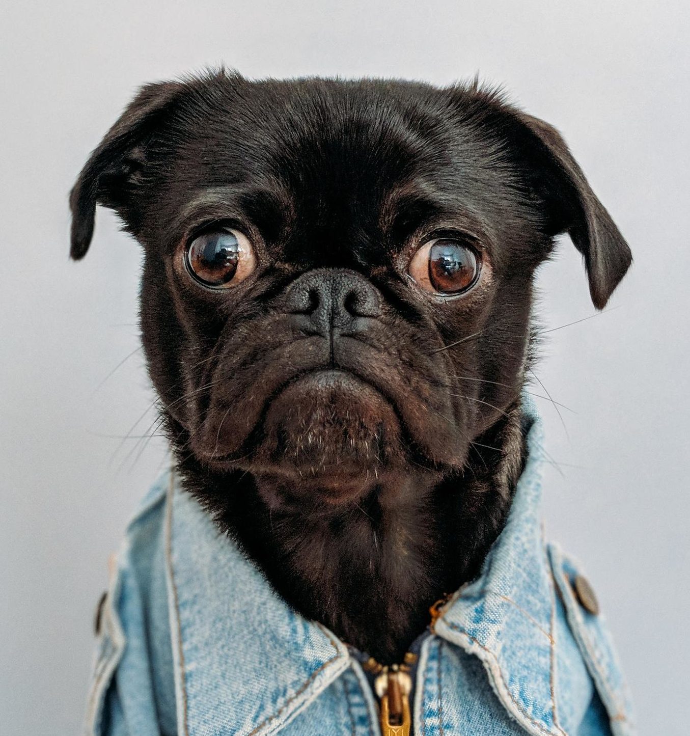 Breed of the Week Pugs, Pugs, Pugs Off The Leash