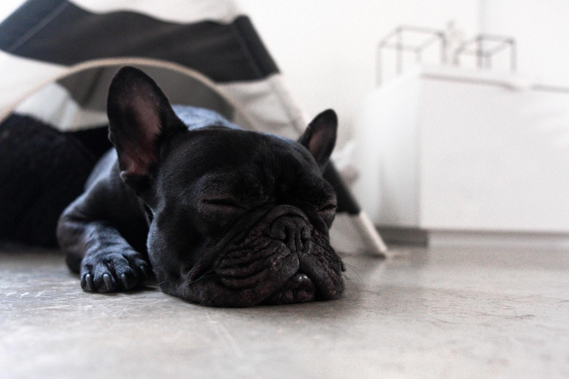 French Bulldog Frenchie