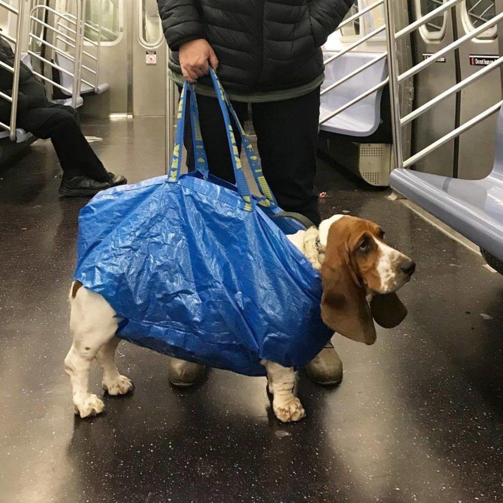 Dog-friendly rules.