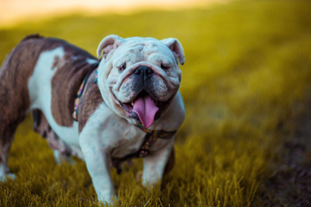 obese dog breeds