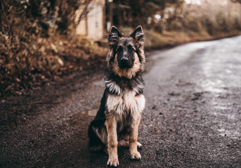 obese dog breeds