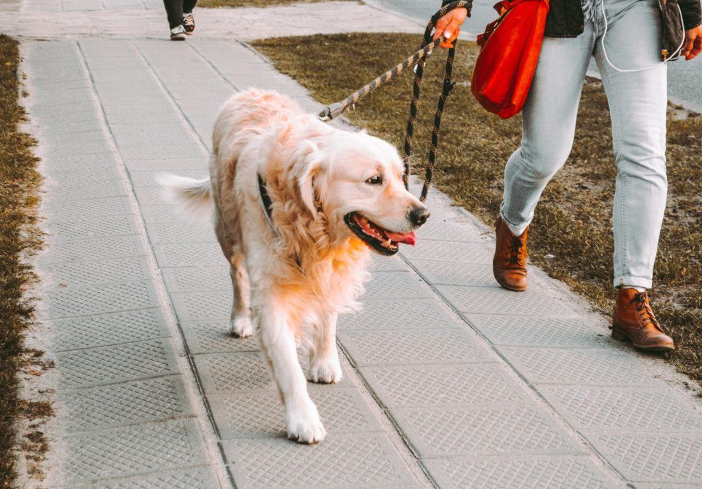 obese dog breeds