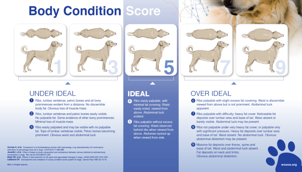 dog tell overweight wsava source