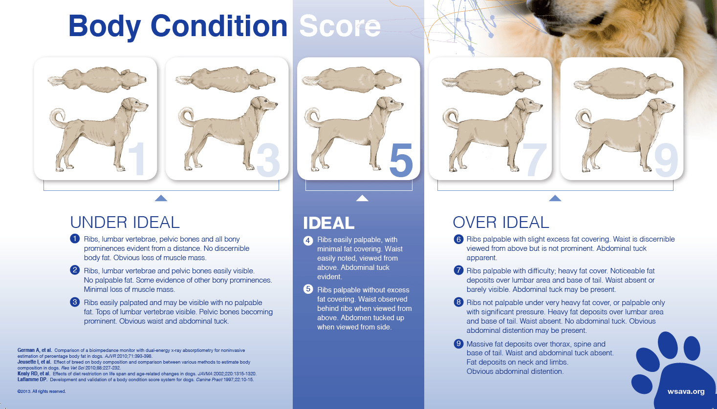 how do i know if my corgi is overweight