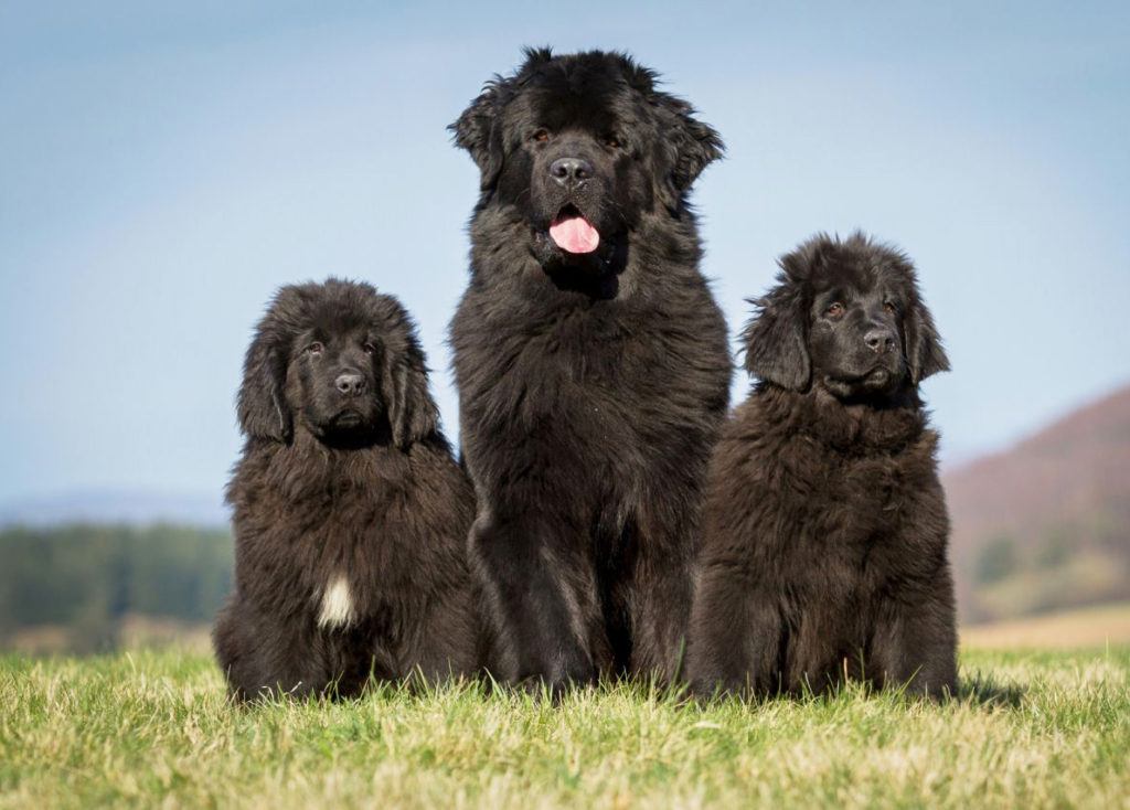obese dog breeds