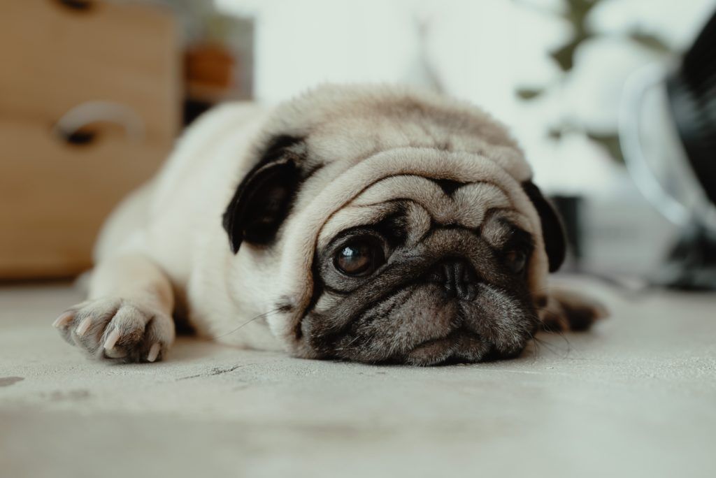 obese dog breeds
