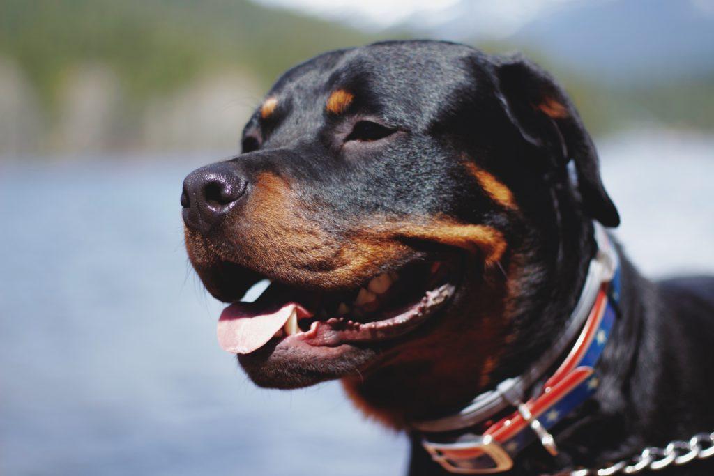 obese dog breeds