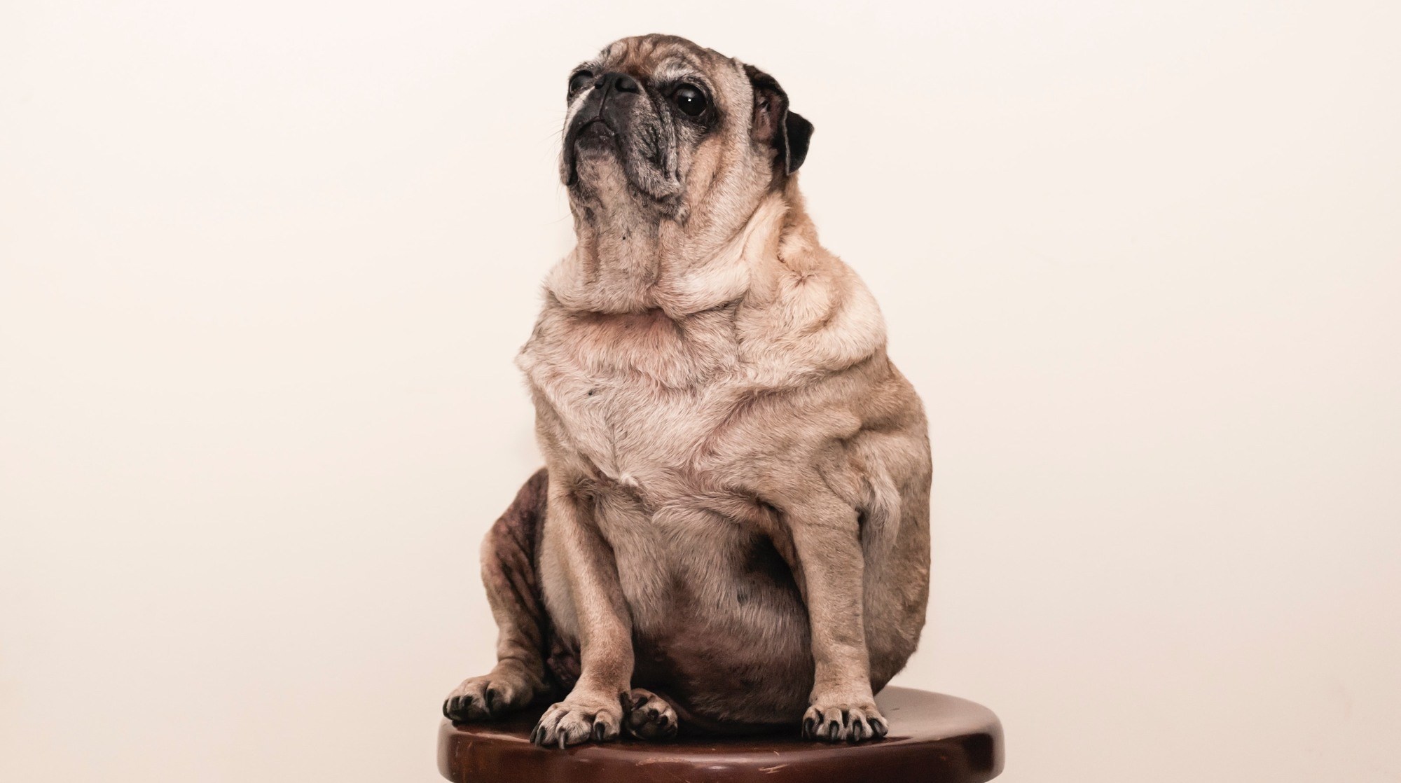 ow to tell if your dog is overweight