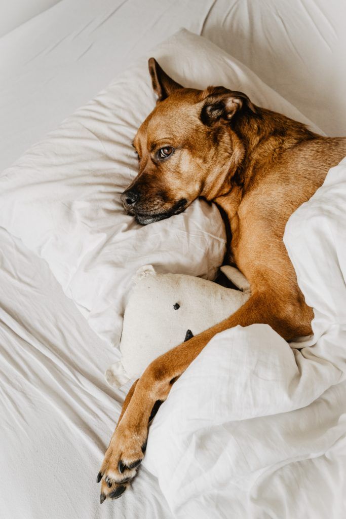 DNA testing for dogs