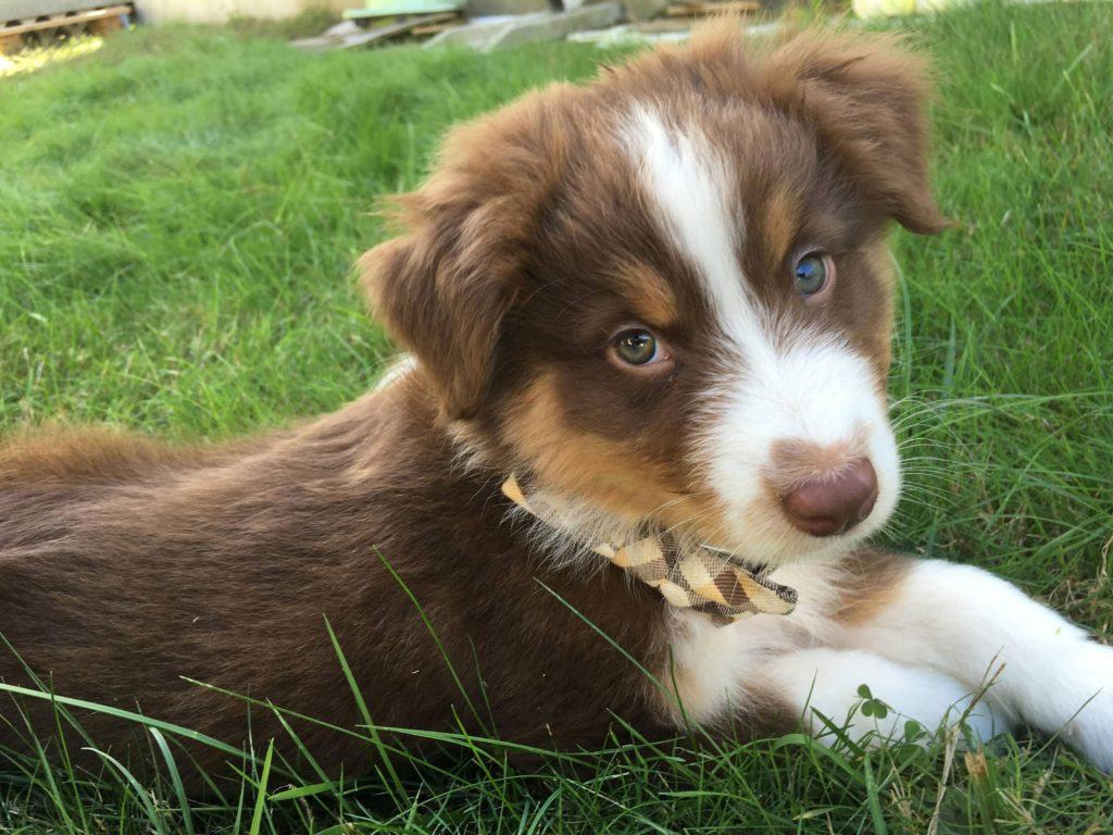 aussie shepherd puppies