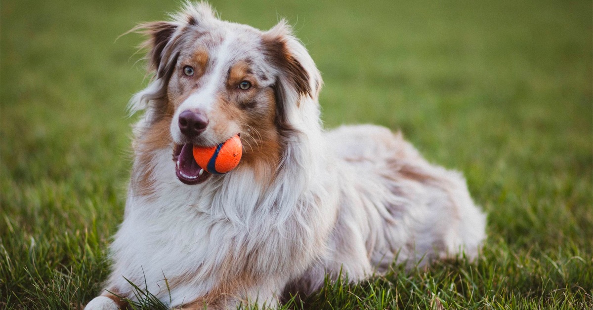 Breed of the Week Australian Shepherd 🐶 Off The Leash