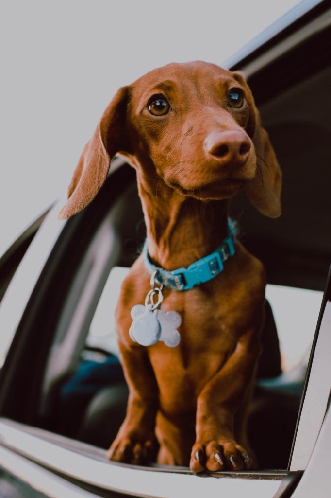 breed of the week, breed profile dachshunds