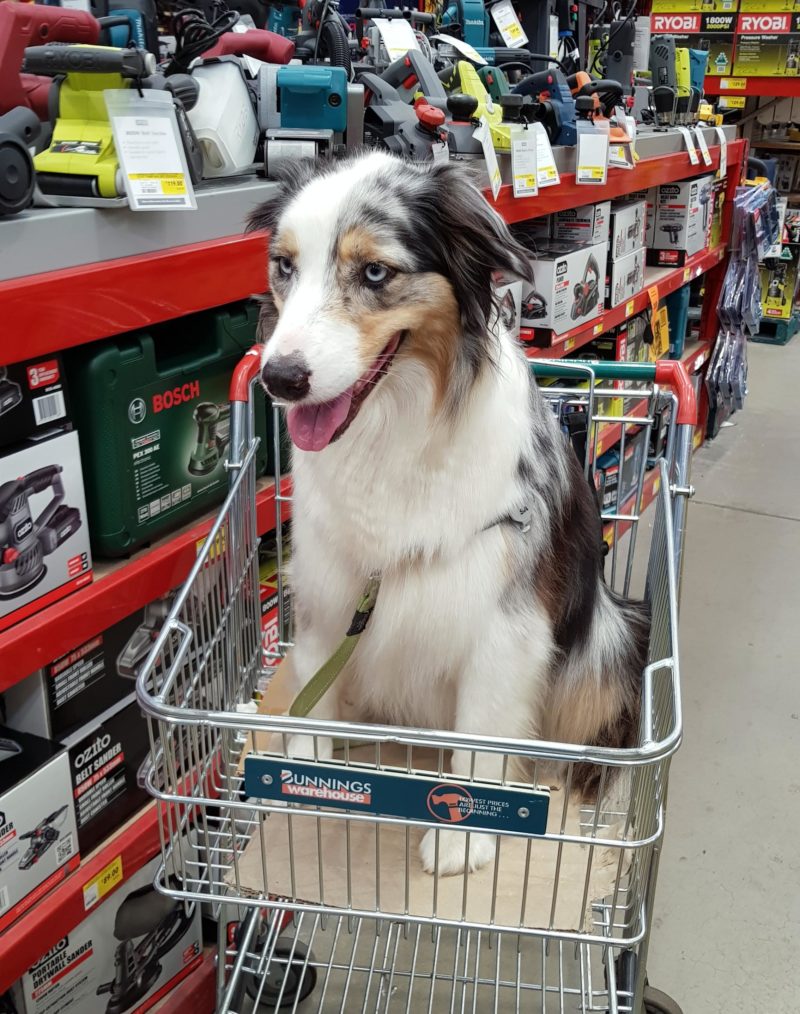 What's with All Those Dogs in Bunnings? 🐶 Off The Leash