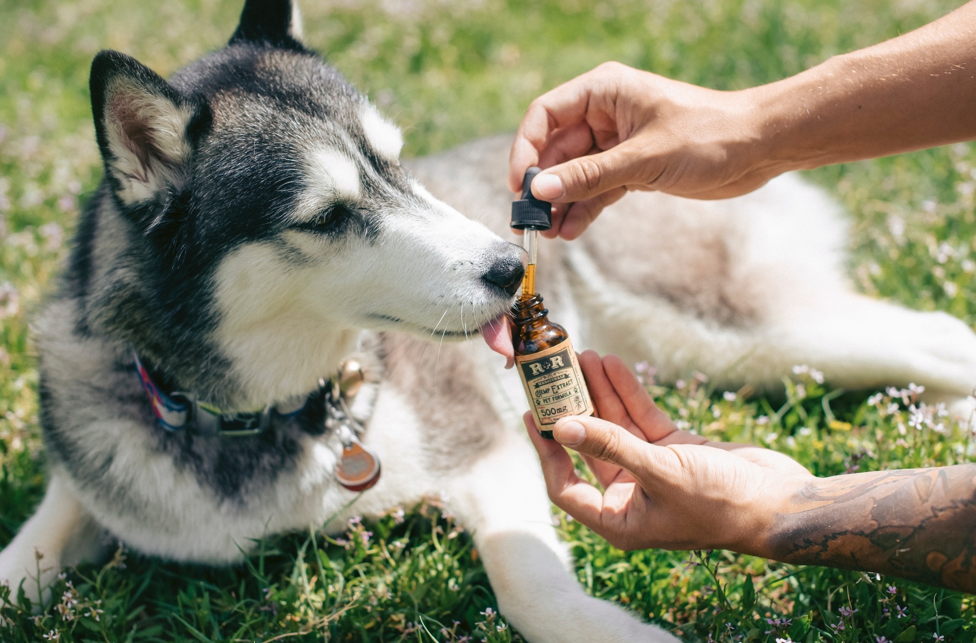 CBD dog products