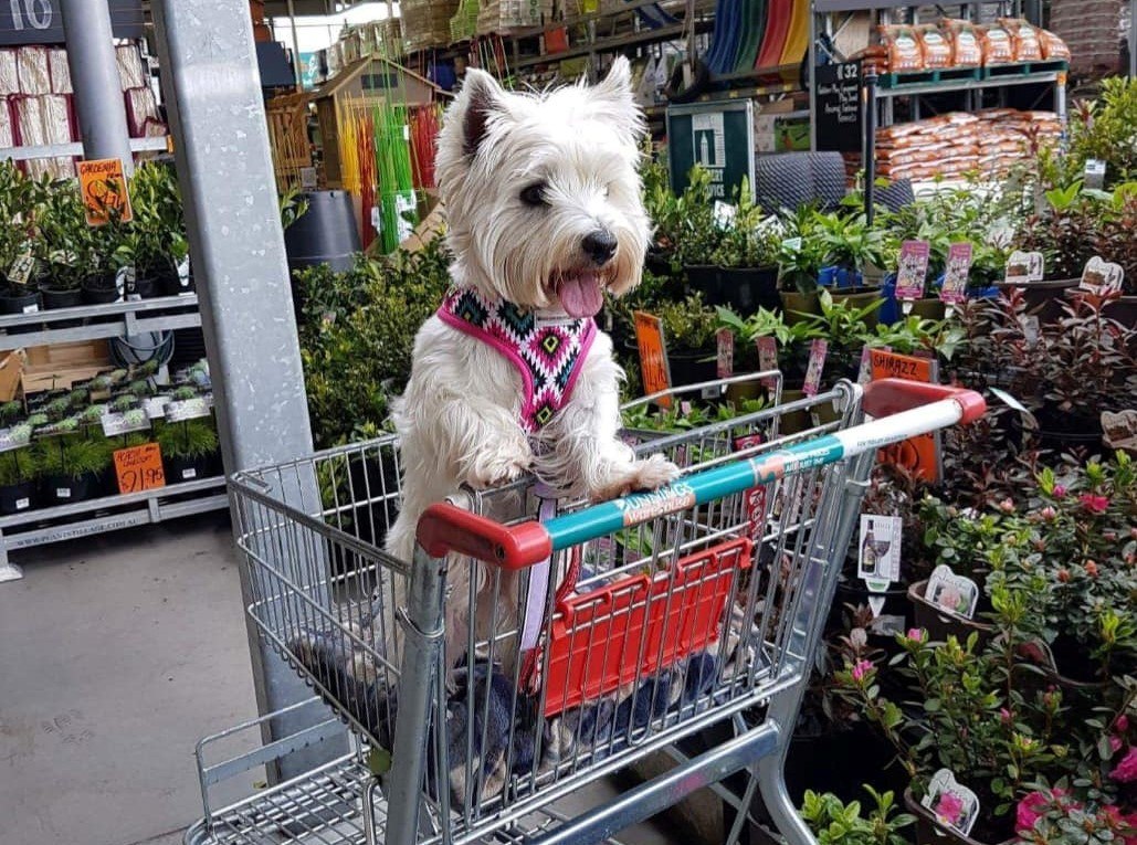 dog leash bunnings