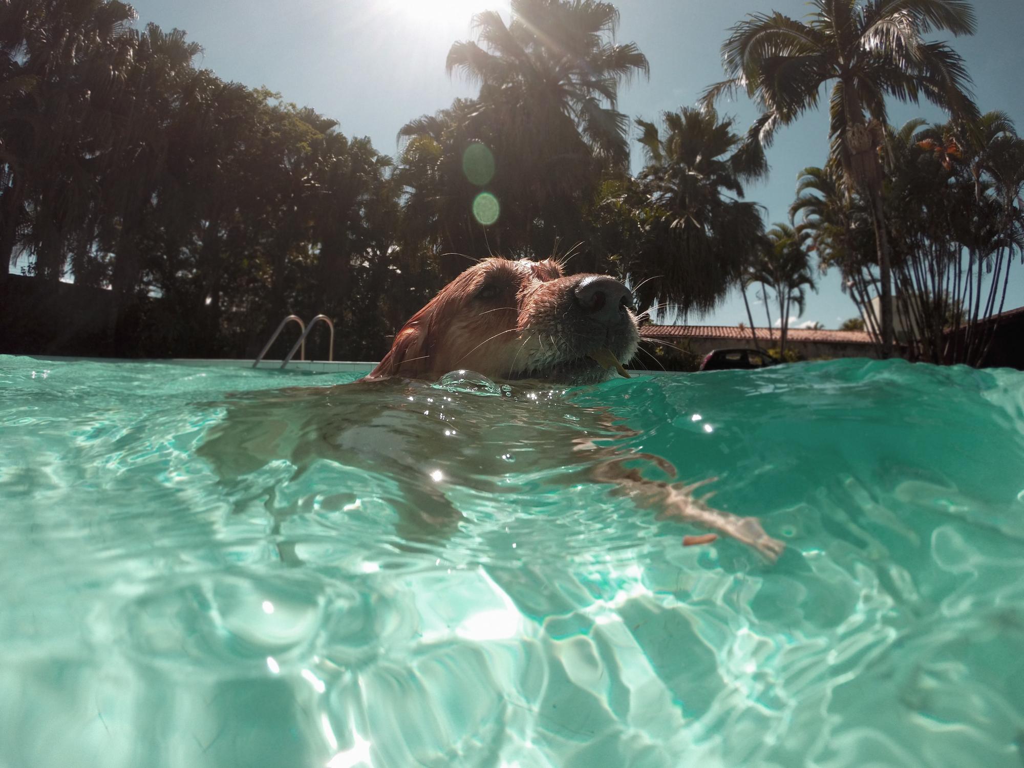 dogs summer heat off the leash