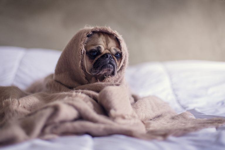 What Are We Doing To Make Our Dogs So Anxious Off The Leash