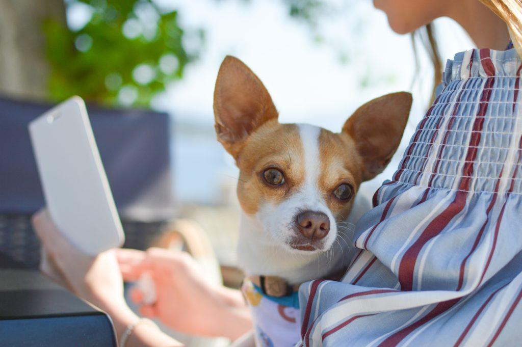 anxious dog with owner on phone, Anxiety in dogs