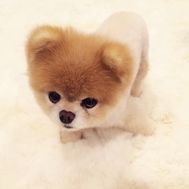dogs of the 2010s