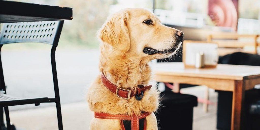 The Best Brisbane DogFriendly Cafes 🐶 Off The Leash
