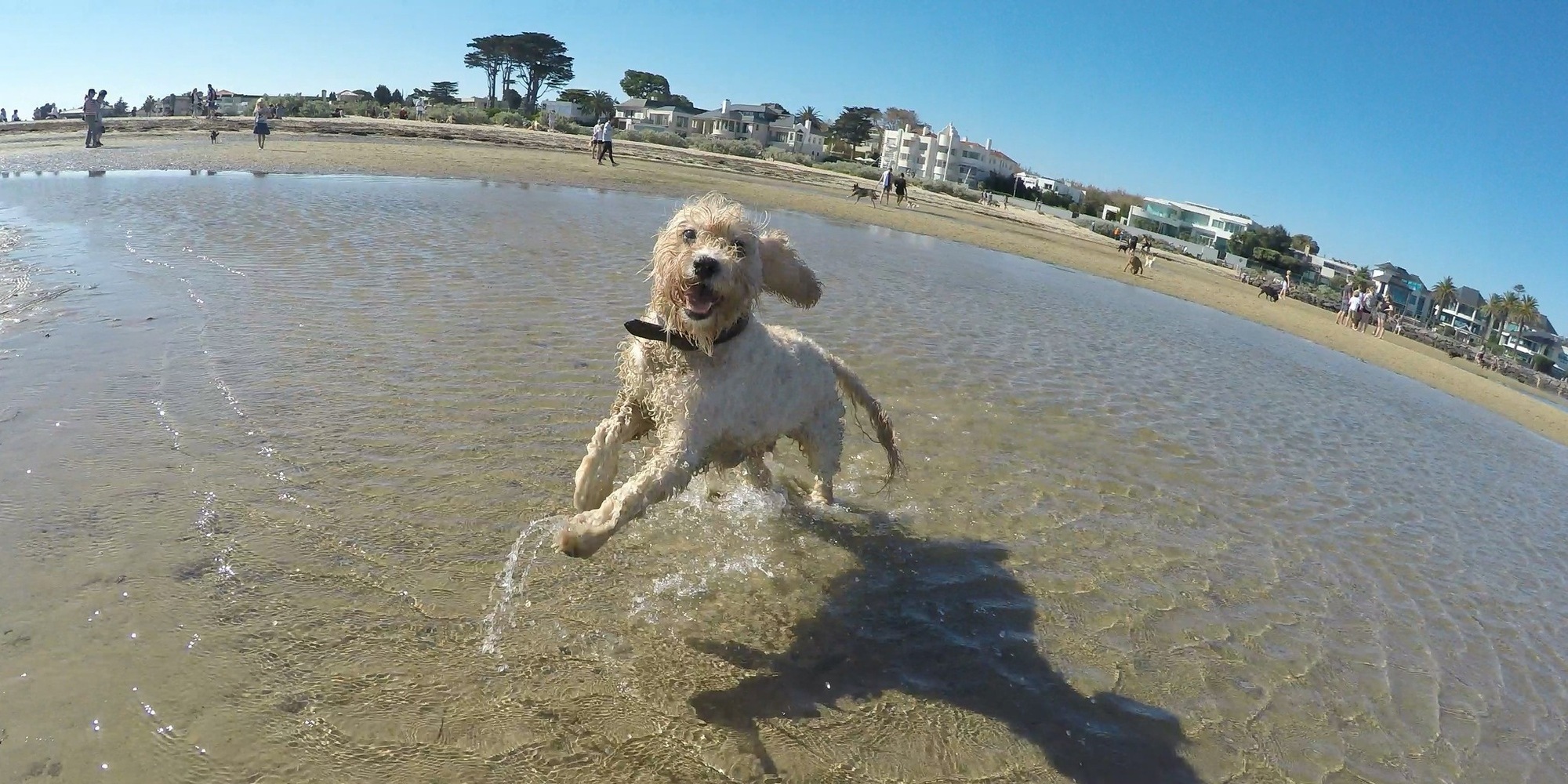 Melbourne's Best Dogfriendly Beaches 🐶 Off The Leash