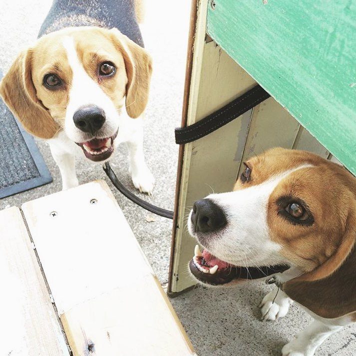 Brisbane dog-friendly cafes