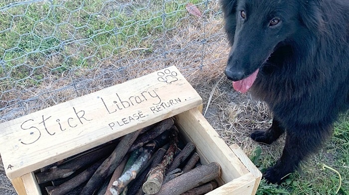 stick library for dogs