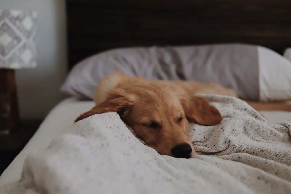 sleeping with dogs