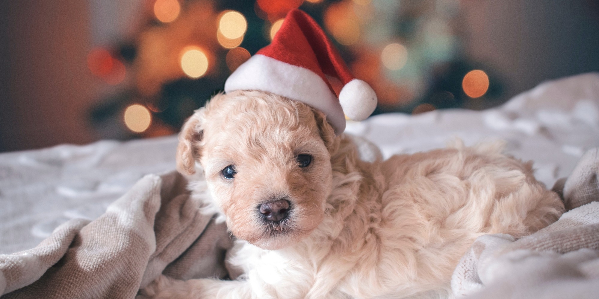 puppy in season first time