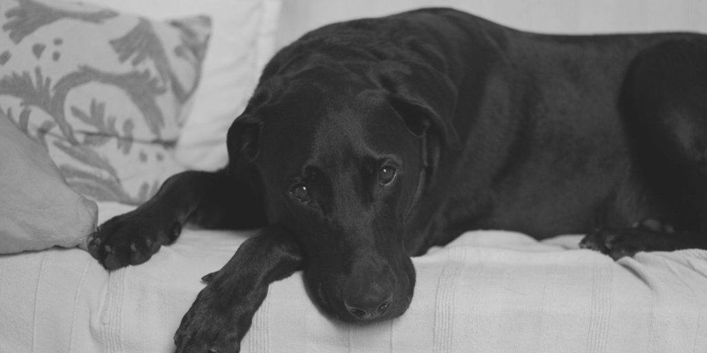 Death of a pet