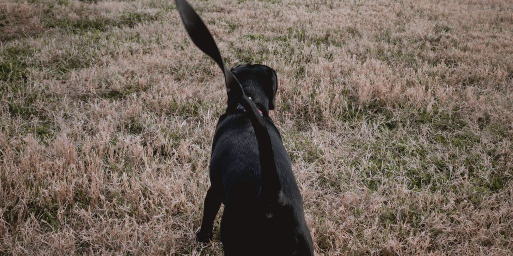 what to say when a pet dies