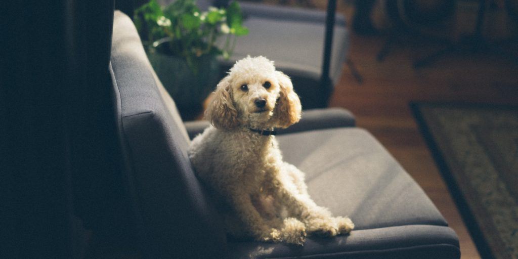 How to get over the death of a pet