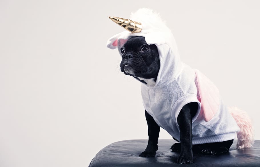 is it mean to dress up your dog?