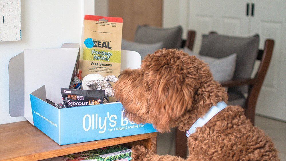 Subscription Dog Boxes Ollys