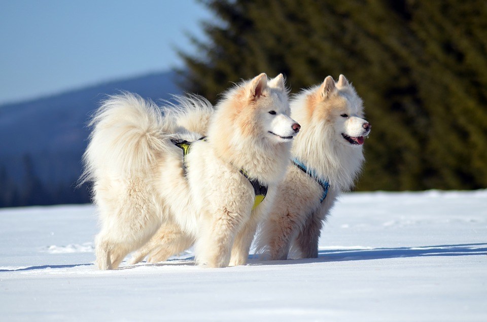 Breed Profile Samoyed