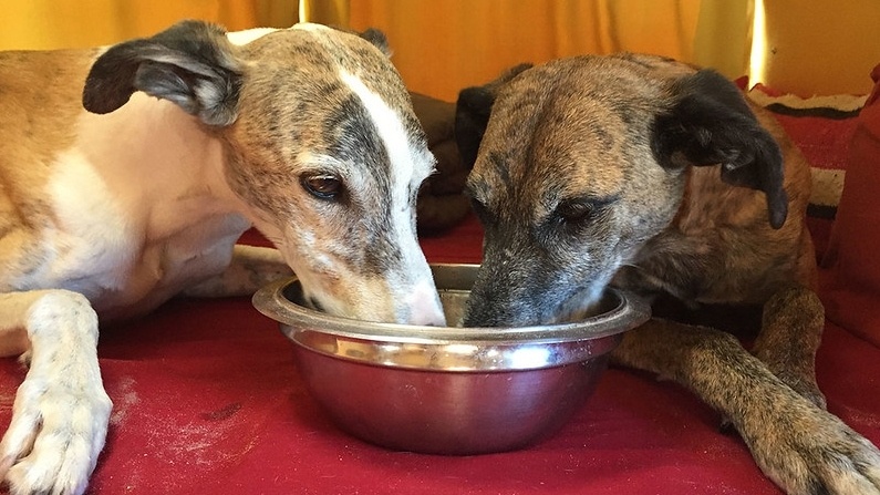 feeding chicken to dogs