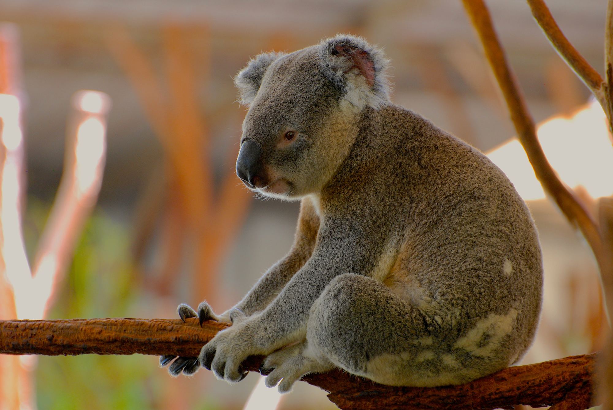 Help Animals During the Bushfire