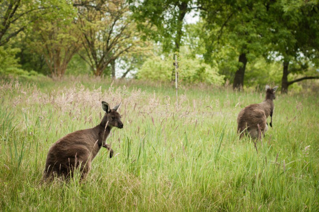 Help Animals During the Bushfire