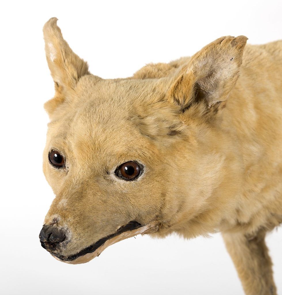 extinct dog breeds