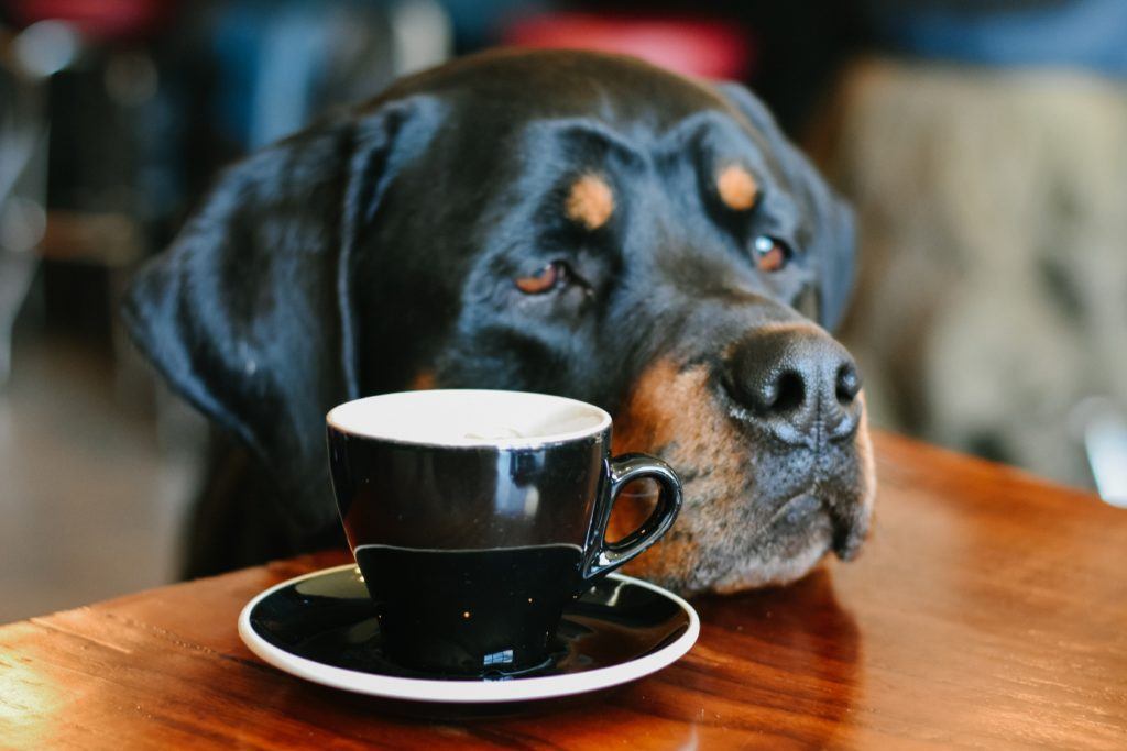 Dogs in pubs